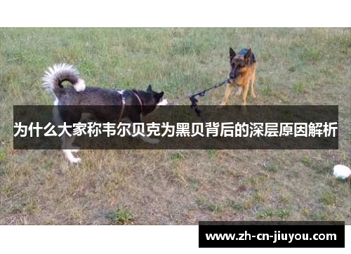 为什么大家称韦尔贝克为黑贝背后的深层原因解析